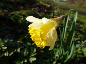 Narcissus pseudonarcissus ssp. pseudonarcissus